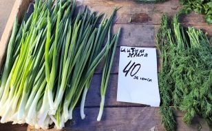 Зелена цибуля та кріп