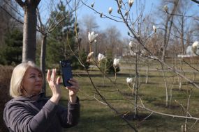 Женщина фотографирует цветущую ветку магнолии