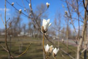 Квітуча гілка