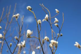 Квітуча гілка