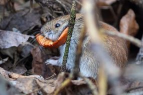 Нориця руда