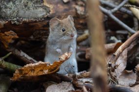 Нориця руда