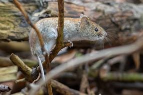 Нориця руда