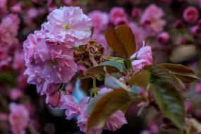 Цветущая ветка сакуры