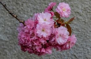 Цветущая ветка сакуры