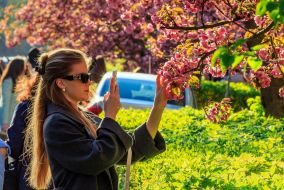 Цветущая сакура в Ужгороде