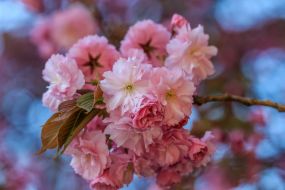 Цветущая ветка сакуры