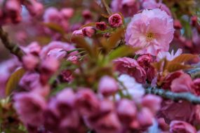 Цветущие ветки сакуры