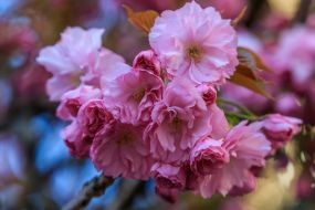 Цветущая ветка сакуры