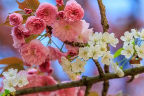 Цветущая ветка сакуры и белые цветы алычи