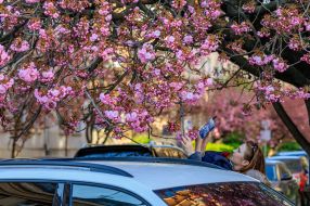 Цветущая сакура в Ужгороде