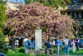 Цветущая сакура в Ужгороде