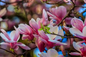 Квітучі гілки магнолії