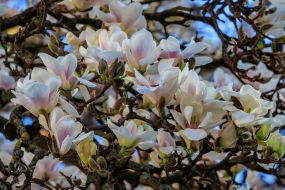 Квітучі гілки магнолії
