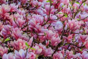 Квітучі гілки магнолії