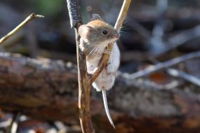 Нориця руда