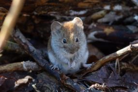 Нориця руда