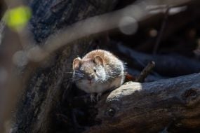 Нориця руда