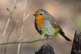 European robin