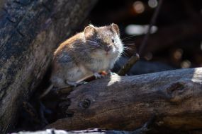 Нориця руда