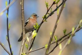 A chaffinch