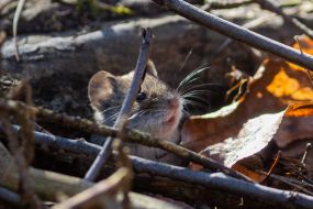 Рыжая (лесная) полёвка