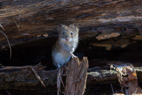 Рыжая (лесная) полёвка