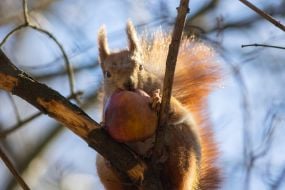 Squirrel holding an apple in its paws