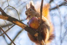Squirrel holding an apple in its paws
