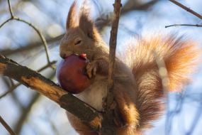Squirrel holding an apple in its paws