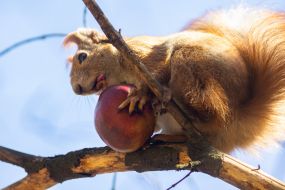 Squirrel holding an apple in its paws