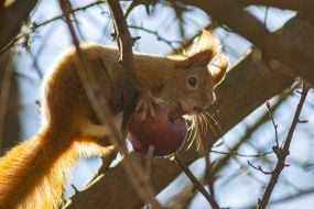 Squirrel holding an apple in its paws