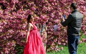 Sakura blossoms in Uzhhorod