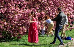 Sakura is blooming in Uzhhorod