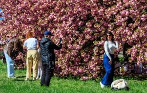 Sakura blossoms in Uzhhorod