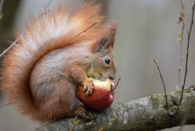 Squirrel holding an apple in its paws