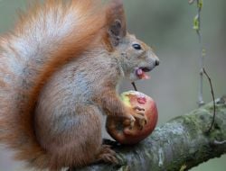 Squirrel holding an apple in its paws