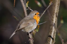 European robin