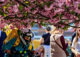 Delivery service courier passes under blooming sakura