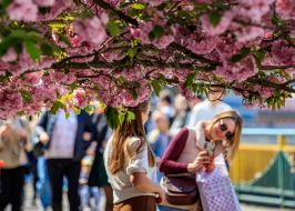 Girls take pictures under blooming sakura