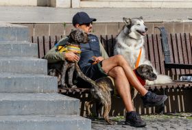 Мужчина с собаками