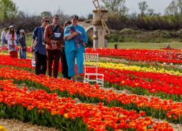 Тюльпани на території ландшафтного парку