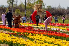 Тюльпани на території ландшафтного парку