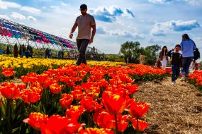 Тюльпани на території ландшафтного парку