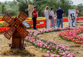 Тюльпани на території ландшафтного парку