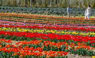 Тюльпани на території ландшафтного парку