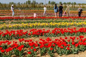 Тюльпани на території ландшафтного парку