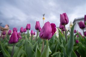 Blooming tulips on Maidan Nezalezhnosti