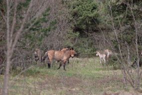 Лошади Пржевальского в лесу на территории Чернобыльской зоны отчуждения