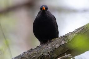 Black thrush